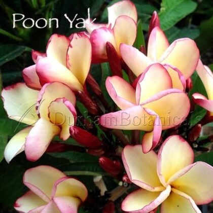 Poon Yak