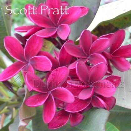 Scott Pratt
