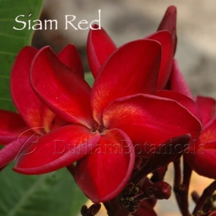 Siam Red