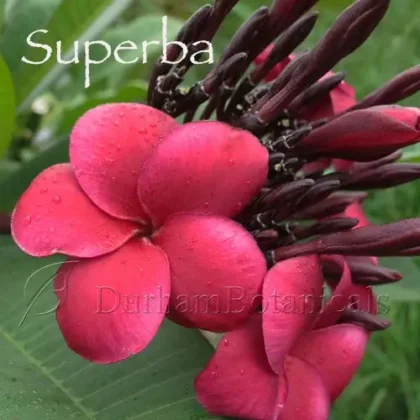 Superba Red