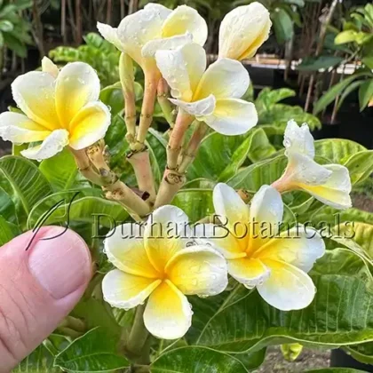 Yellow Dwarf