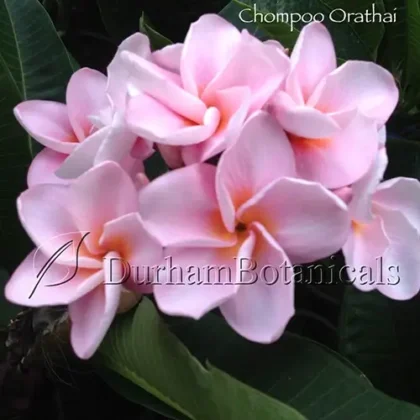 Chompoo Orathai