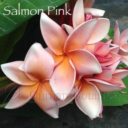 Salmon Pink