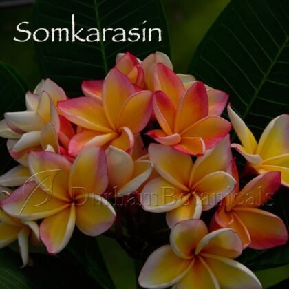 Somkarasin